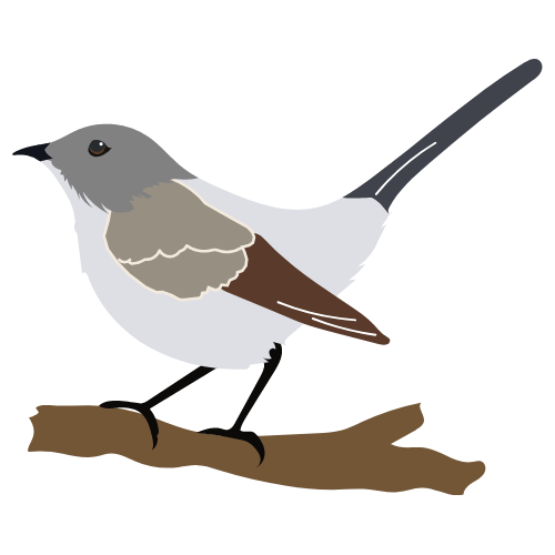 Mockingbird settentrionale